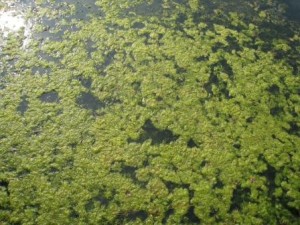 Green Algae